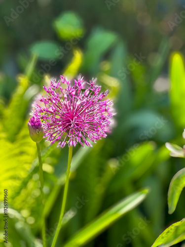 purple Allium hollandicum, New York City Conservatory Garden