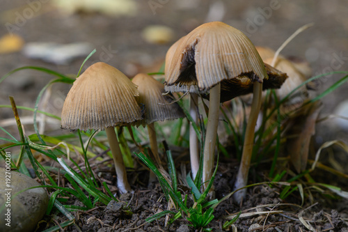 Fotografie Forest Mushrooms on Autumn Grass in Sunlight in Georgia