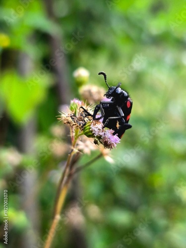 bug on a leaf