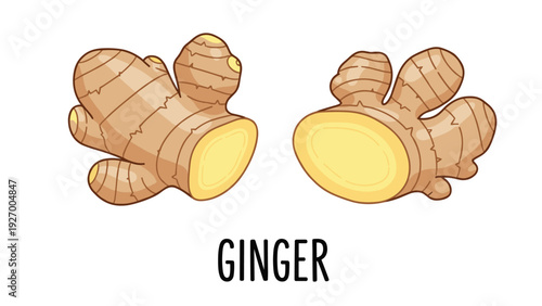 Botanical drawing of fresh whole and sliced ginger root for culinary recipes and natural medicinal health illustrations.