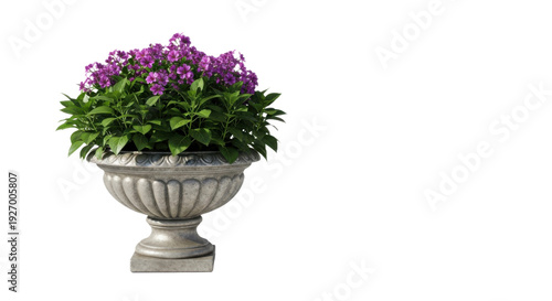 A potted plant with purple flowers on a white background isolated on transparent background