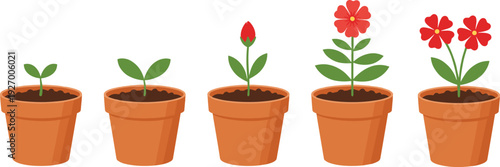 Flower plant growth stages in pots from seedling to blooming blossom isolated vector illustration gardening botany education nature concept