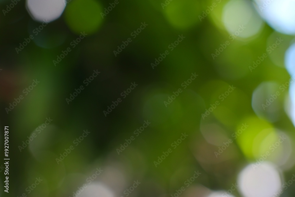 Obraz premium Bright Green Leafy Tree Canopy with Sunlight Filtering Through
