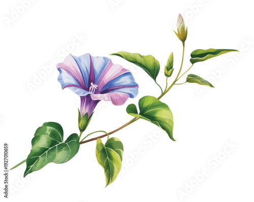 Graceful blue and pink morning glory vine in soft hand painted watercolor with fresh green leaves.