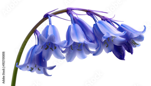 Close-up of vibrant bluebell flowers cascading downwards against a stark black backdrop