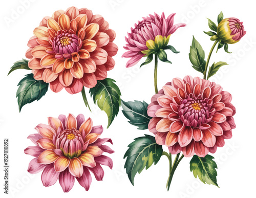 Vibrant dahlia flowers and buds in soft hand painted watercolor with rich layered petals.