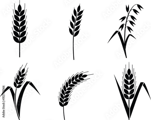 Wheat and grain ear silhouettes collection agricultural cereal plants isolated vector illustration farming food nature botanical design set