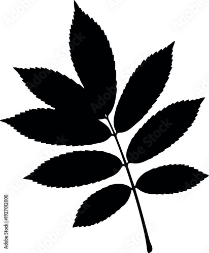 Black Silhouette of Ash Tree Leaf Isolated on White Background for Botanical Design