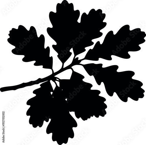 Black Silhouette of Oak Leaf Branch Isolated on White Background Vector Illustration