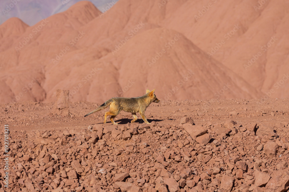 Fototapeta premium Fox in Patagonia
