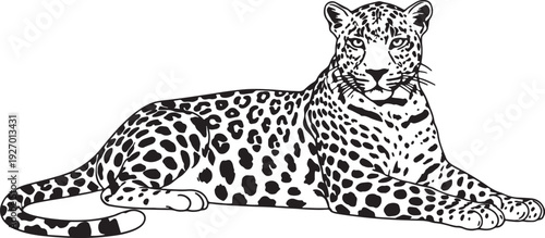 Black and white line of a resting leopard with distinctive spotted fur pattern also transparent background