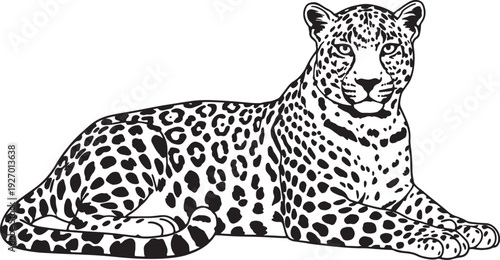 Black and white line of a resting leopard with spotted fur also transparent background big cat feline