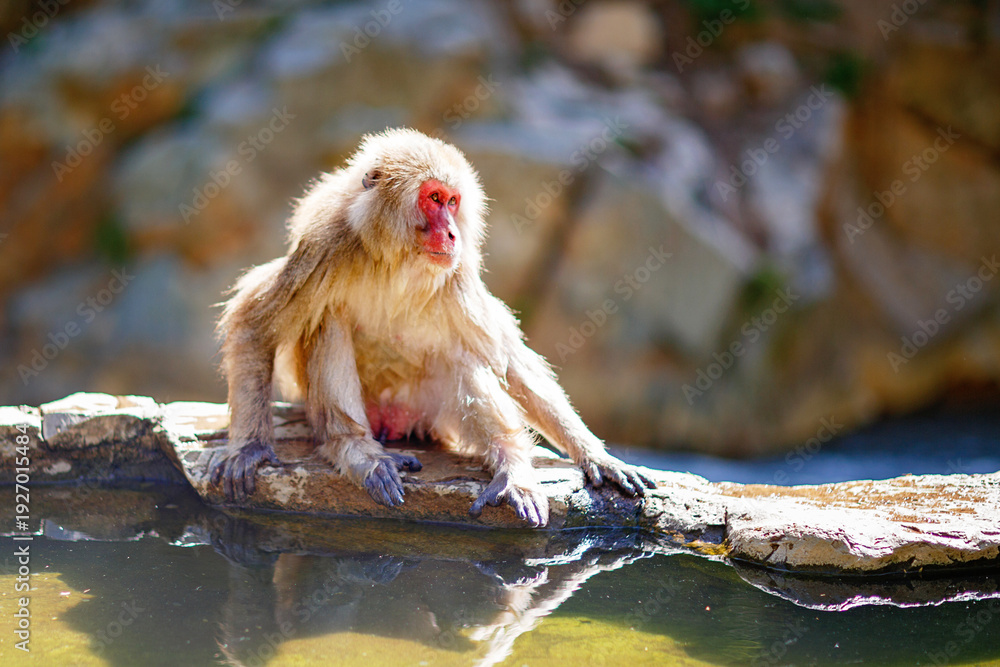 Obraz premium Japanese snow monkey sitting at hot spring water, red faced macaque relaxing in natural onsen, wildlife scene in Japan outdoors.