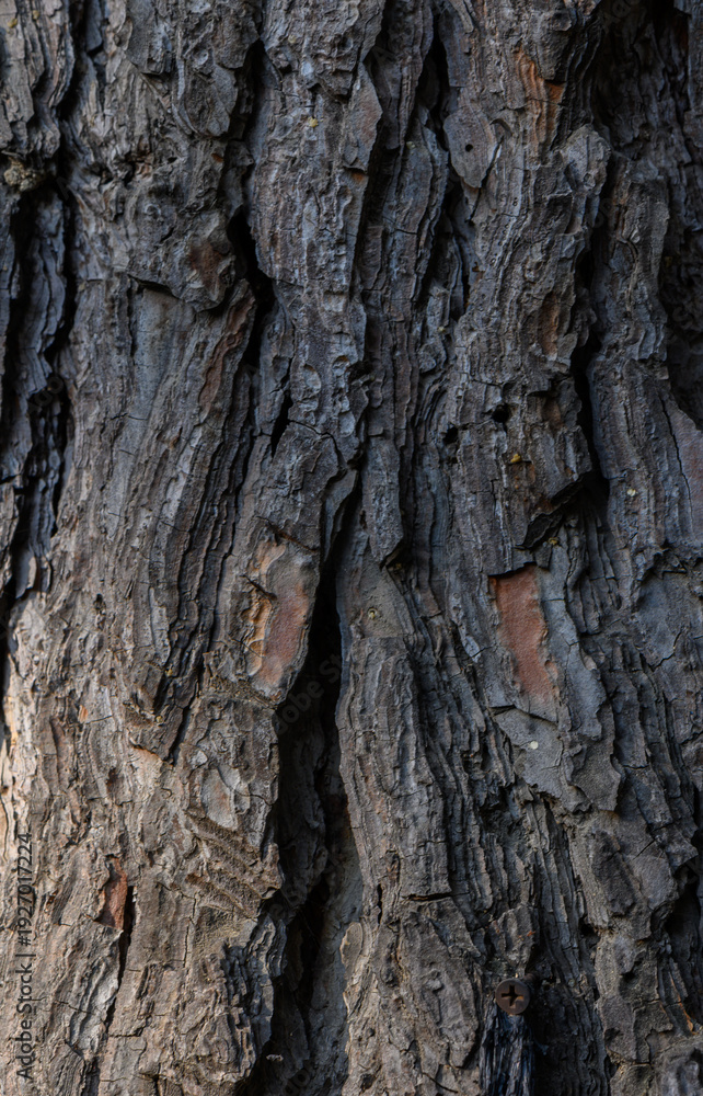 Fototapeta premium Jeffrey Pine Bark Close-Up Unique texture