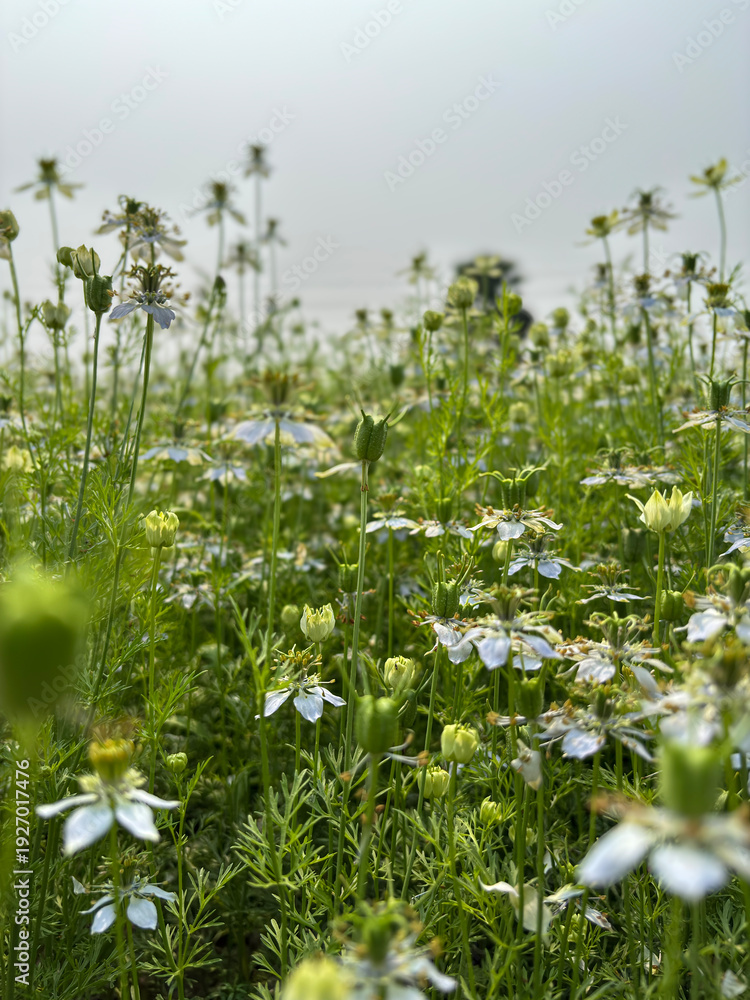 Fototapeta premium Black Cumin Flowers and Green Seed Pods in Field