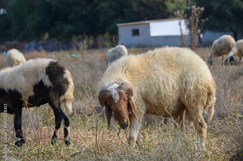 Fototapeta premium Sheep grazing in field in Cyprus