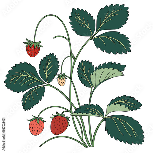 Strawberry plant with ripe and unripe fruit