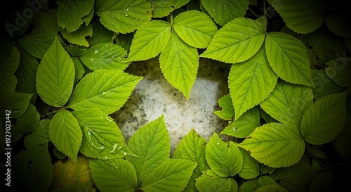 Lush green foliage framing a textured surface, invoking natural growth