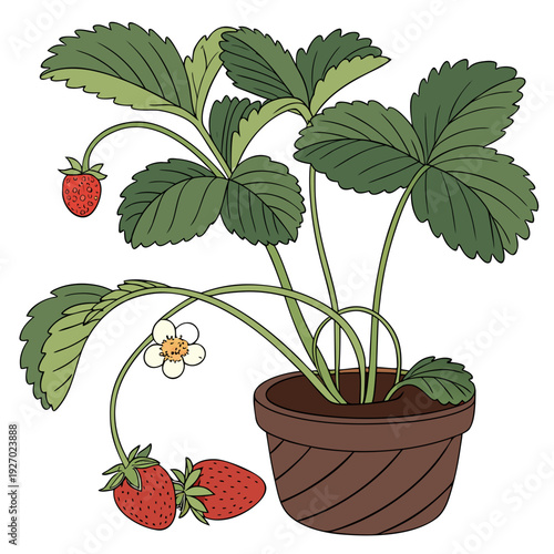 A potted strawberry plant with ripe fruit and a flower