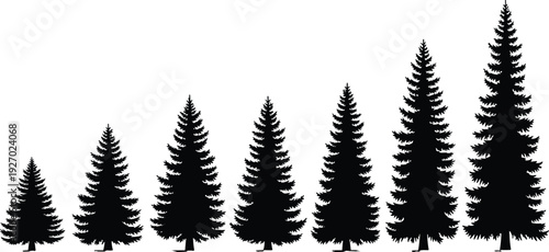 Fir tree silhouettes in different growth stages, evergreen pine trees height comparison set, black forest nature illustration isolated on white