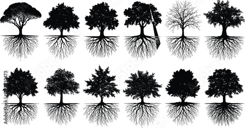 Tree silhouettes with roots collection, different tree species underground systems, nature ecology concept, growth and environment, black botanical illustration set