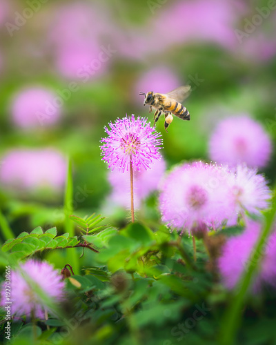 Obraz na plátně Honey bee pollinating a Mimosa Pudica (shame plant) flower