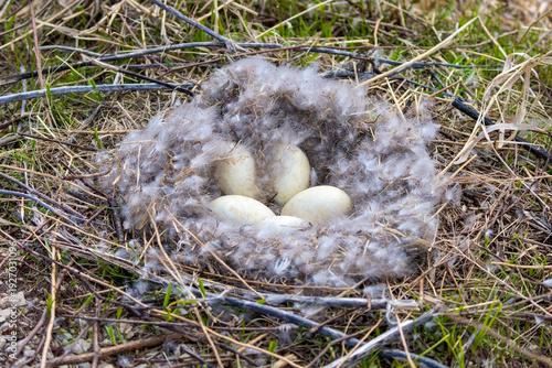 Canada goose (Branta canadensis) nest with eggs