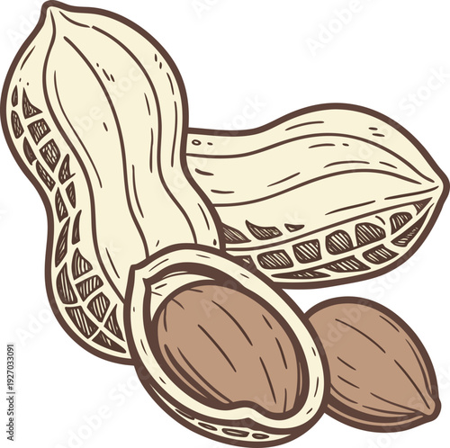 Detailed Botanical Peanut Illustration with Textured Shells and Nut Kernels, Vintage Style Peanut Sketch for Organic Snack and Handcrafted Food Branding Vector Illustration