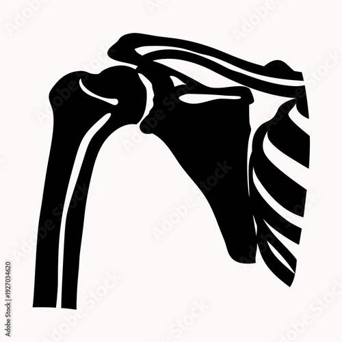 Anatomical illustration of human shoulder joint