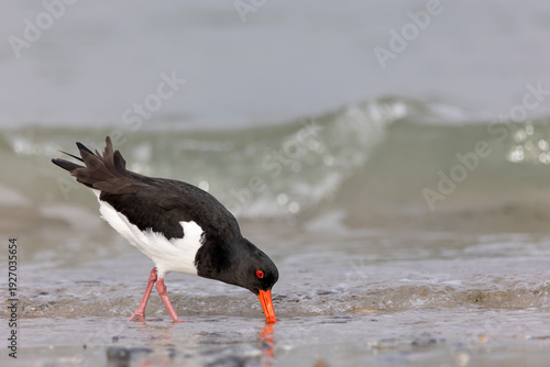Φωτογραφία Eurasian oystercatcher (Haematopus ostralegus) feeding on a sandy beach