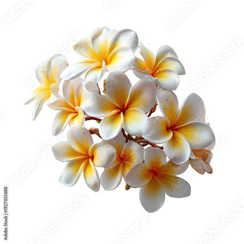 Cluster of white & yellow tropical flowers on a black background, with visible petals