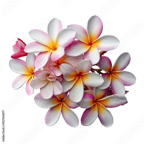A cluster of frangipani blossoms, white petals edged in pink, yellow centers, on black