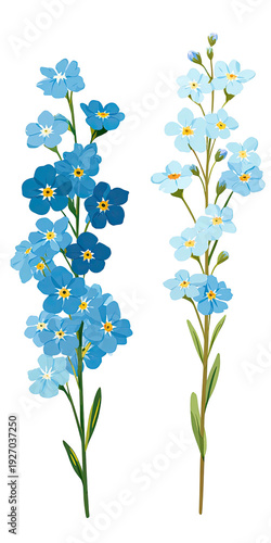 Two vertical flower stems with blue and light blue blossoms, detailed against a black background