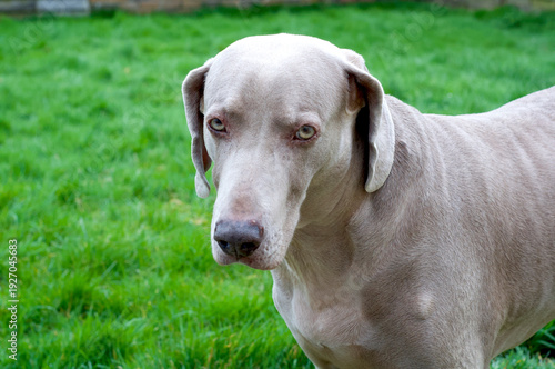 Weimaraner in the garden