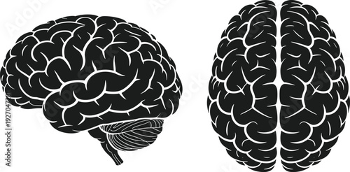 Black and White Vector Illustration of Human Brain Showing Lateral and Superior Views for Medical Education, Neurology Research, Mental Health, and Cognitive Science Concepts