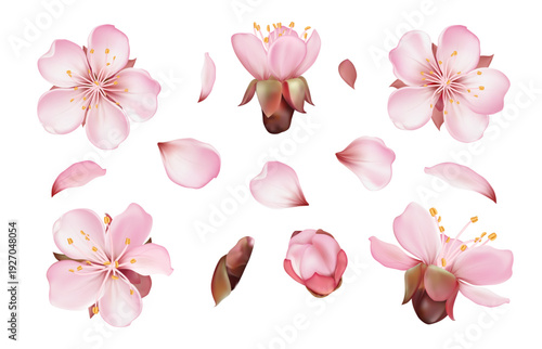 Sakura Blossom Flower Set