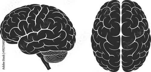 Human Brain Illustration Vector Silhouette Featuring Lateral Side View and Superior Top View Perspectives of Cerebral Cortex Cerebellum and Hemispheres for Medical Science Education