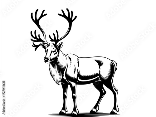 Black‑and‑white drawing of reindeer with large branched antlers, bold lines and shading emphasizing musculature and fur, symbolizing wildlife, strength, and majesty