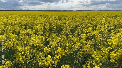Field of canola flowers, panoramic view
