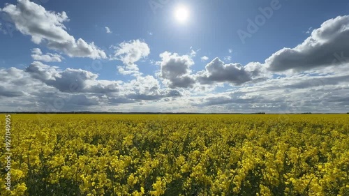Field of canola flowers and sky