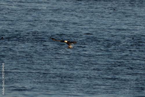 Bald Eagle in flight with a fish
