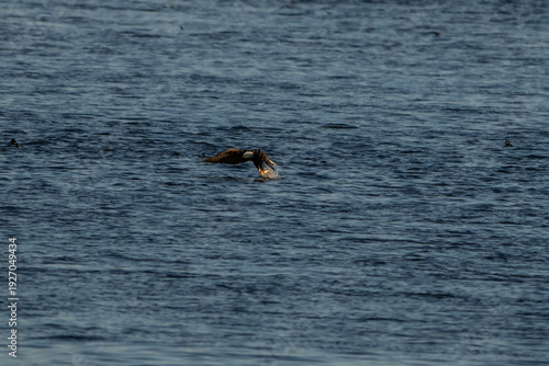 Bald Eagle in flight with a fish