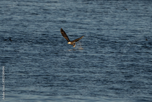 Bald Eagle in flight with a fish
