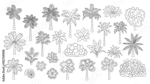 Palm Tree and Tropical Canopy Top Down Plan View Outline Vector Set