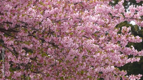 画面いっぱいに咲き誇る満開の桜「イズノオドリコ」