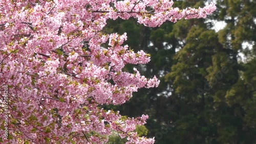 満開の「イズノオドリコ」（桜）が春の風に揺れる風景