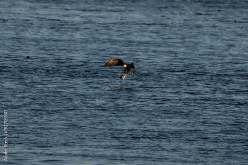Bald Eagle in flight with a fish