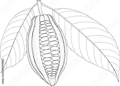 Detailed Line of a Cocoa Pod with Beans and Leaves White Background cacao seed
