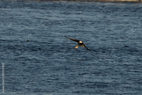 Bald Eagle in flight with a fish