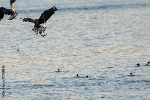 Bald Eagle in flight with a fish